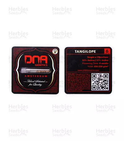 Tangilope (DNA Genetics) Cannabis-Samen