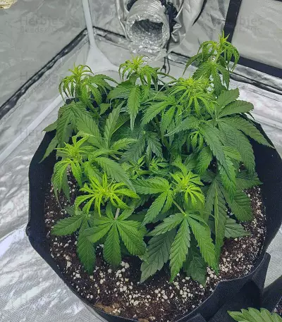 Watermelon Z Auto Samen feminisiert (Barney's Farm)