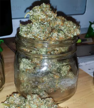 Auto Anubis (Pyramid Seeds) Cannabis-Samen