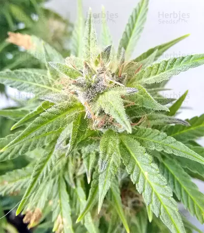 BCN Power Plant Autoflower (Seedstockers) Cannabis-Samen