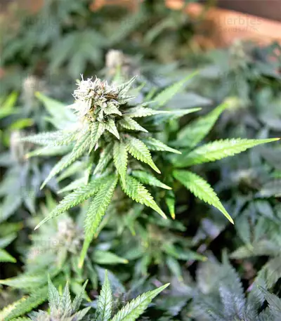 Black Destroyer (Original Sensible Seeds) Cannabis-Samen