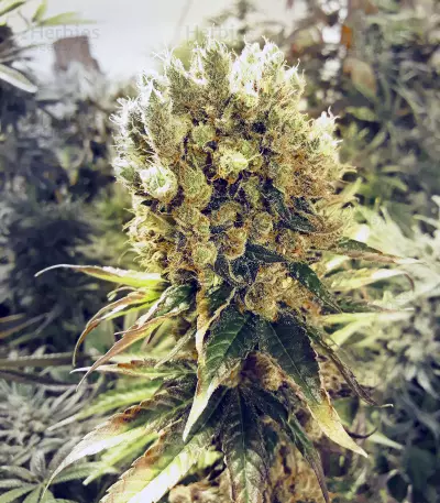 Buddha Medikit CBD (Buddha Seeds) Cannabis-Samen