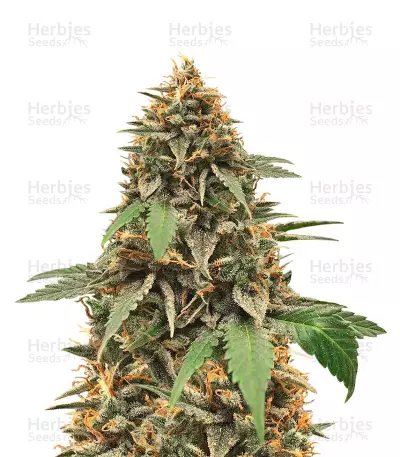 Candy Dawg Autoflower (Seedstockers) Cannabis-Samen