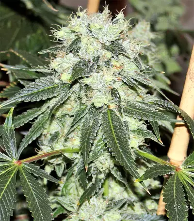 Chem Berry D regular (Dark Horse Genetics) Cannabis-Samen