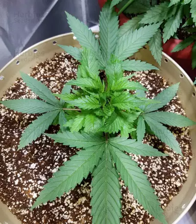 Dogstar Dawg (Big Head Seeds) Cannabis-Samen