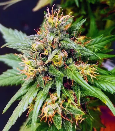 G13 Skunk Regular (Mr. Nice Seedbank) Cannabis-Samen