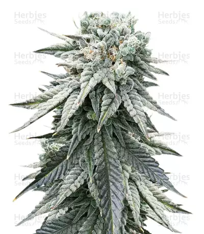 Grandaddy Purple (Big Head Seeds) Cannabis-Samen