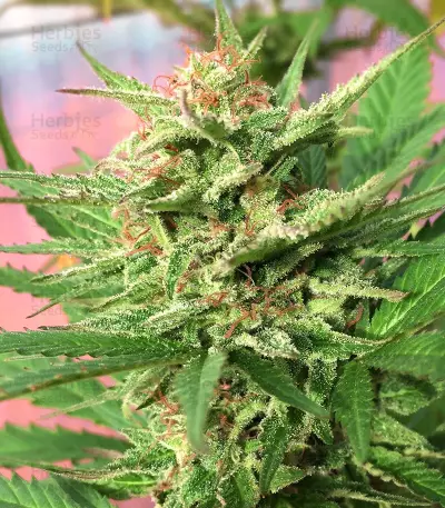Jamaican Pearl strain
