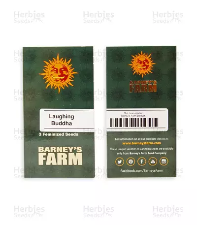 Laughing Buddha feminisierte Samen (Barney’s Farm)