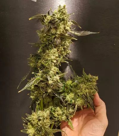 NYC Diesel (Zambeza Seeds) Cannabis-Samen