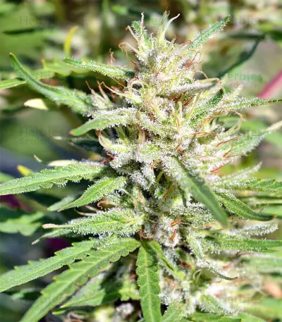 Nepal Jam regular (Ace Seeds) Cannabis-Samen
