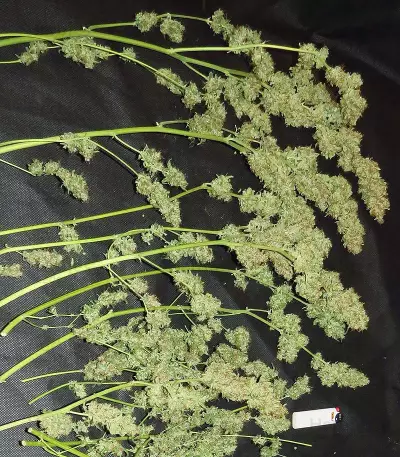 Northern Light x Big Bud Early Harvest (World of Seeds) Cannabis-Samen