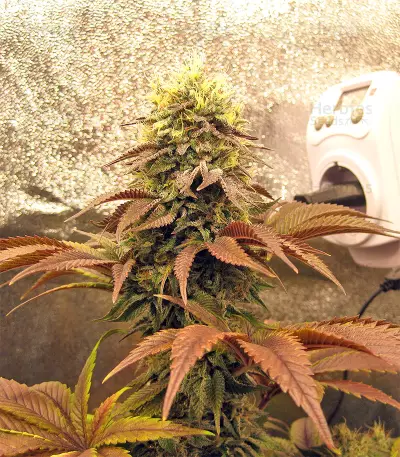 Peyote Purple Regular (CannaBioGen) Cannabis-Samen