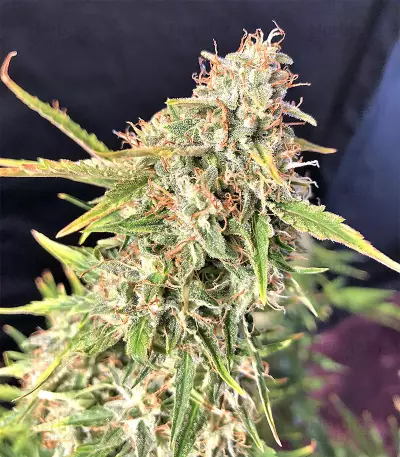 Ripley's OG Auto strain