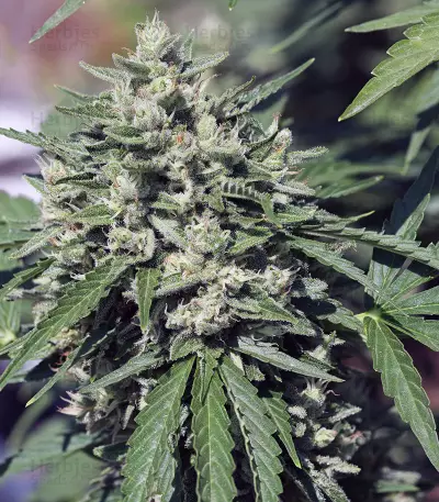 Royal Cookies Automatic (RQS) Cannabis-Samen