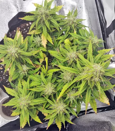 Strawberry Gum (Advanced Seeds) Cannabis-Samen