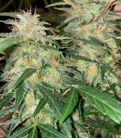 Super Critical Auto (GHS) Cannabis-Samen