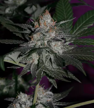 Super Lemon Haze x Gelato (GHS) Cannabis-Samen