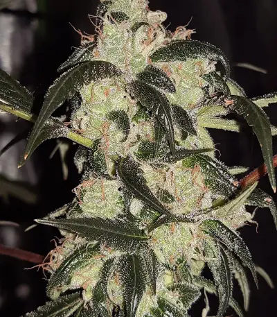 Wedding Cake Auto feminisierte Samen (Barney’s Farm)