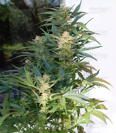 White Haze Automatic (White Label) Cannabis-Samen