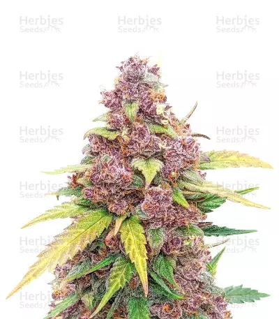 Alien Moonrocks feminisierte Samen (Original Sensible Seeds)