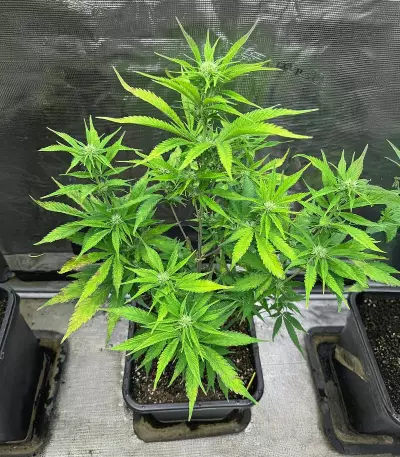 Apple Strudel Auto feminisierte Samen (Fast Buds)