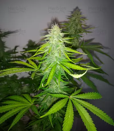 Berry Bomb Auto (Bomb Seeds) Cannabis-Samen