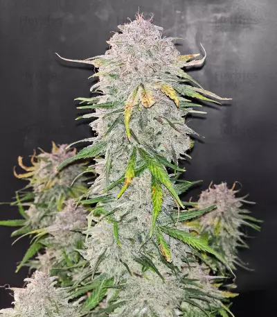 Blue Dream Autoflower feminisierte Samen (Seedkeepers)