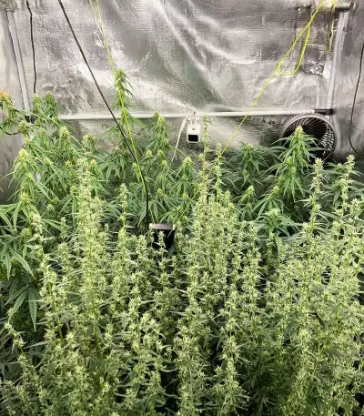 Bruce Banner Autoflower feminisierte Samen (Seedkeepers)