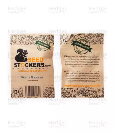 Bruce Banner Auto feminisierte Samen (Seedstockers)