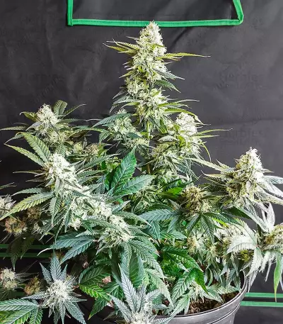 Candy Kush Fast Version feminisierte Samen (EGS)