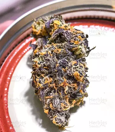 Dozy Breath feminisierte Samen (AlphaFem Seeds)