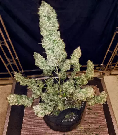 GG#4 Original Glue (Cali Buds Seeds) Cannabis-Samen