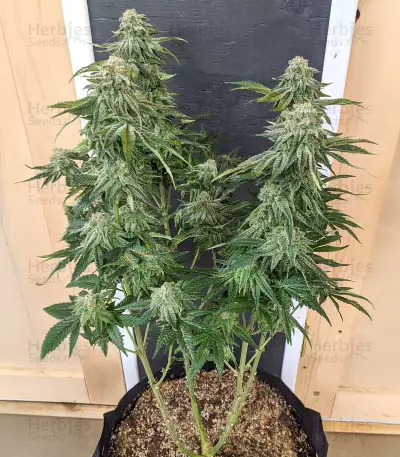 Gorilla SFV OG (Expert Seeds) Cannabis-Samen