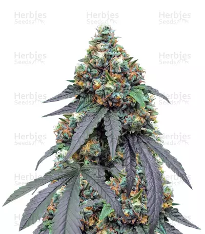 Gorila (Pyramid Seeds) Cannabis-Samen