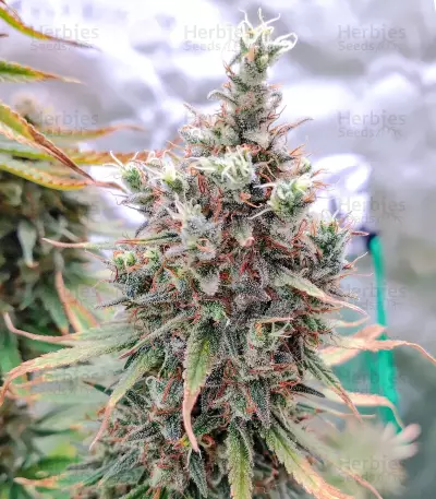 Hawaii Maui Waui (Nirvana Seeds) Cannabis-Samen