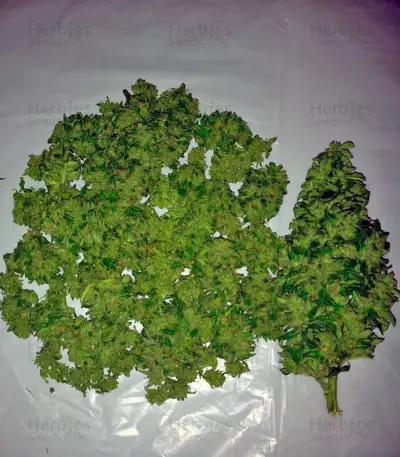 Kalashnikova (GHS) Cannabis-Samen