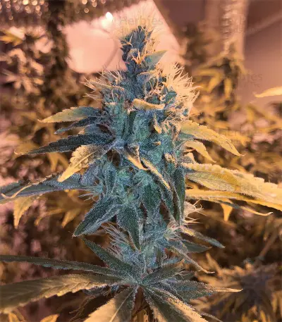 Kushberry (DNA Genetics) Cannabis-Samen