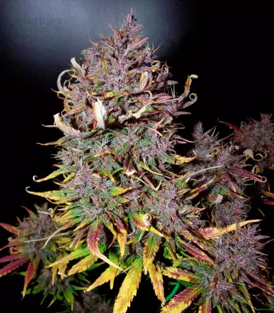 LSD-25 Auto feminisierte Samen
