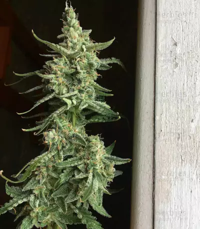 O.G. Kush Autoflower feminisierte Samen (Seedstockers)