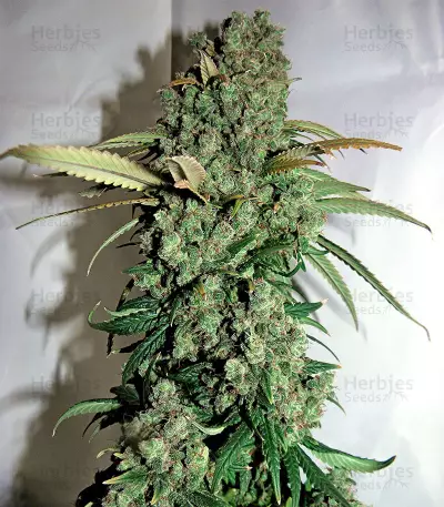 Orange Sherbert (Barney's Farm) Cannabis-Samen