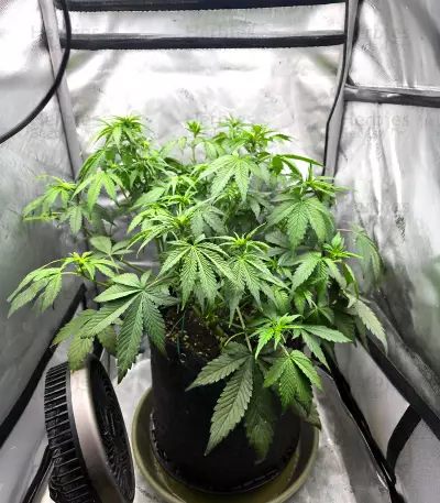 Papaya Cookies Auto feminisierte Samen (Fast Buds)