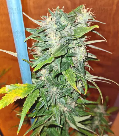 Pumpkin Kush regular (RQS) Cannabis-Samen