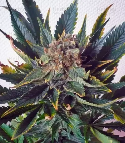 Sensi Star (Paradise Seeds) Cannabis-Samen