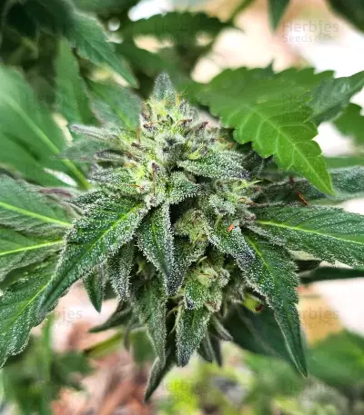 Sour Diesel x OG Kush feminisierte Samen (Seedkeepers)