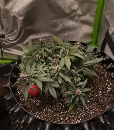 Auto Strawberry Soda (Dutch Passion)