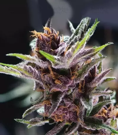 Black Cherry Punch feminisiertes Saatgut (Pyramid Seeds)