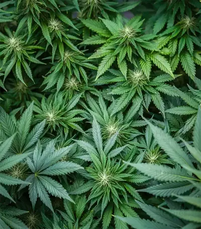 Blue Spider (Zambeza Seeds) Cannabis-Samen