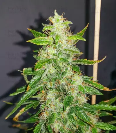 Brain's Escape (K.C. Brains Seeds) Cannabis-Samen