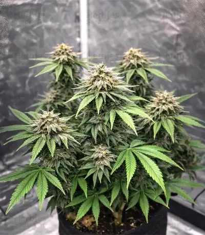 Ceres Kush (Ceres Seeds)